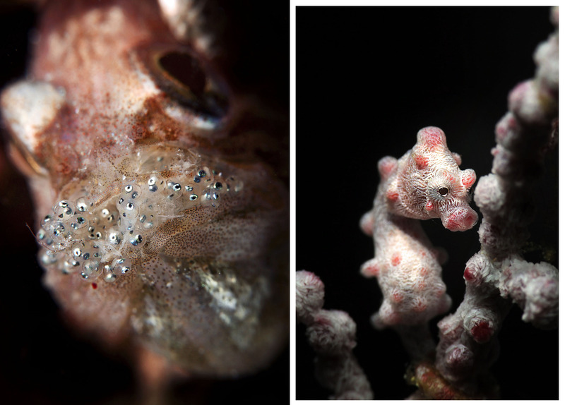 (左)《Eyes》梳蘿魚與他嘴裡尚未孵化的蛋:(右)《Pygmy Seahorse》(侏儒海馬),於2015 寶鉑錶五十噚攝影集,水下攝影師Alan Lo攝影作品。